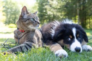 Dog and a cat laying in the grass