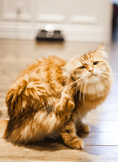 Cat scratching its fur 