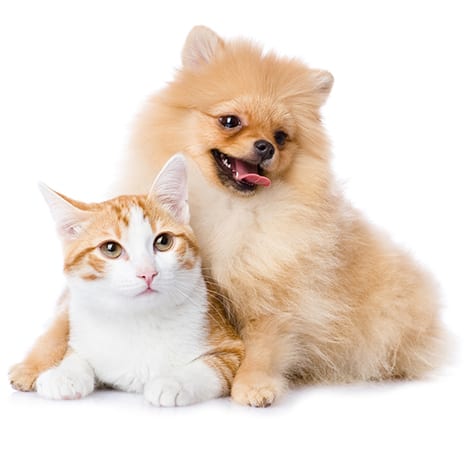 fluffy dog and cat 