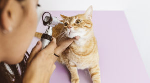 Cat eye exam