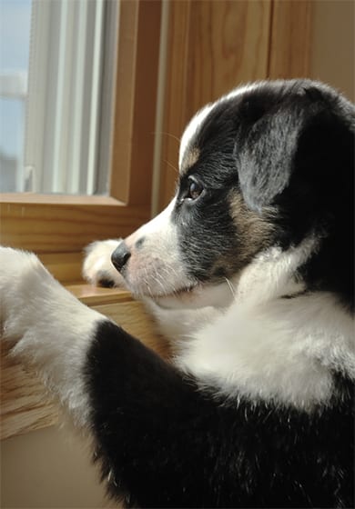 Puppy looking out the window 