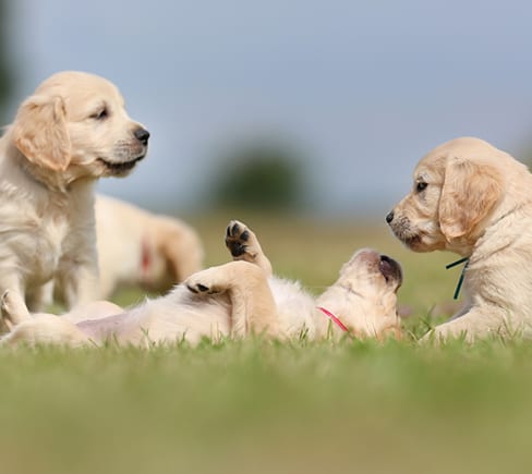Three golden retriever puppies 