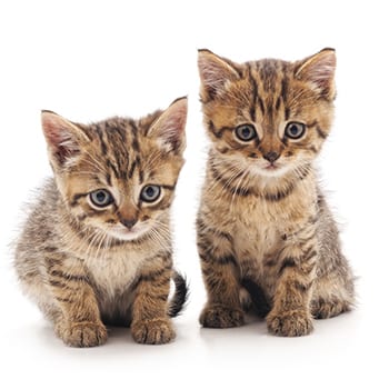 Two kittens side-by-side 
