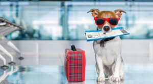 International-Travel-1